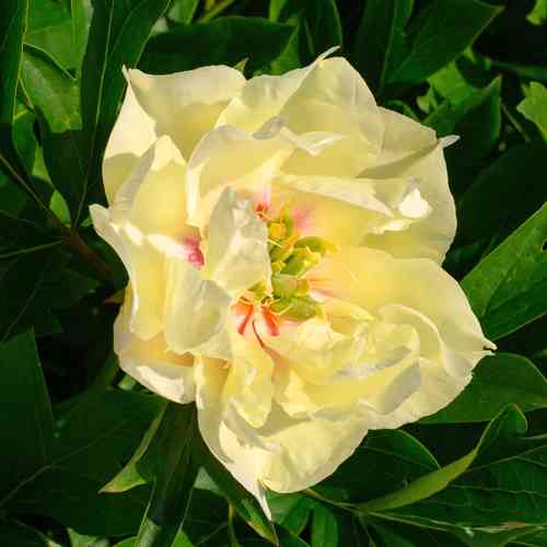 Itoh-buskpion 'Canary Brilliants'