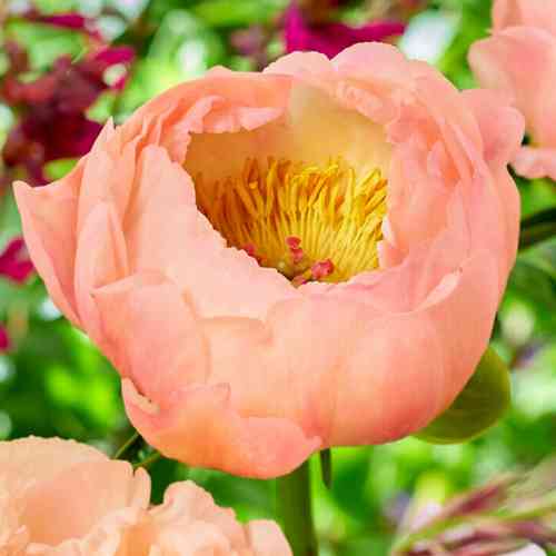 Hybridipioni 'King's Day'