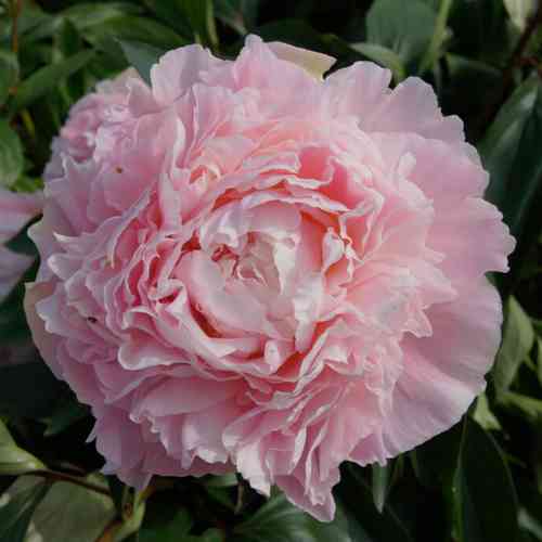 Luktpion 'Chiffon Parfait'