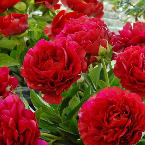 Hybridipioni 'Henry Bockstoce'