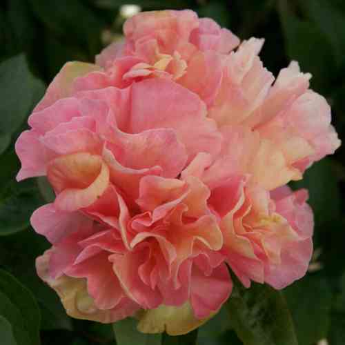 Pion 'Lois' Choice''