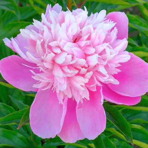 Pion 'Rose d'Amour'