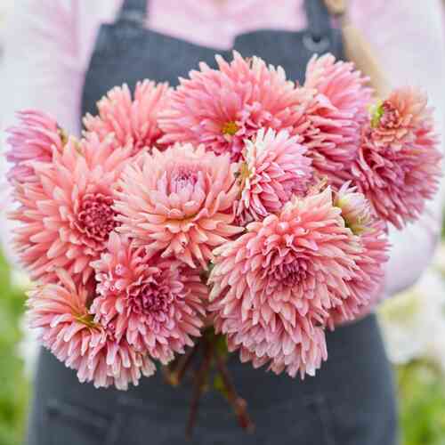 Kaktusdahlia 'Madeleine' Kaktusdahlia 'Madeleine'