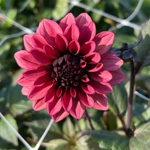 Dekorativdahlia 'Night Silence' Dekorativdahlia 'Night Silence'