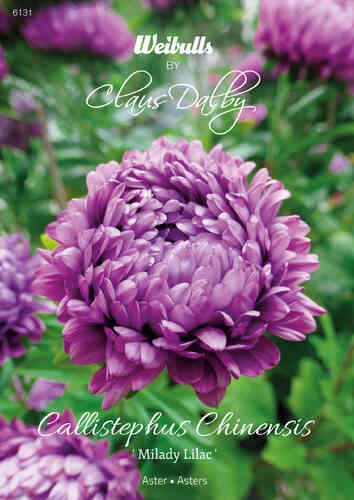 Kiinanasteri 'Milady Lilac' Kiinanasteri 'Milady Lilac'