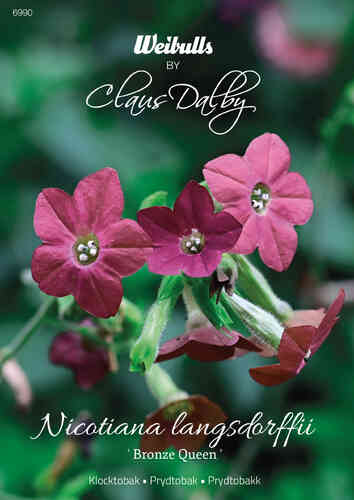 Konsulintupakka 'Bronze Queen' Konsulintupakka 'Bronze Queen'