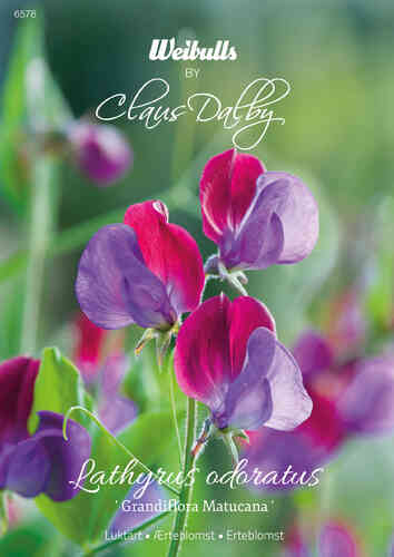 Tuoksuherne 'Grandiflora Matucana' Tuoksuherne 'Grandiflora Matucana'