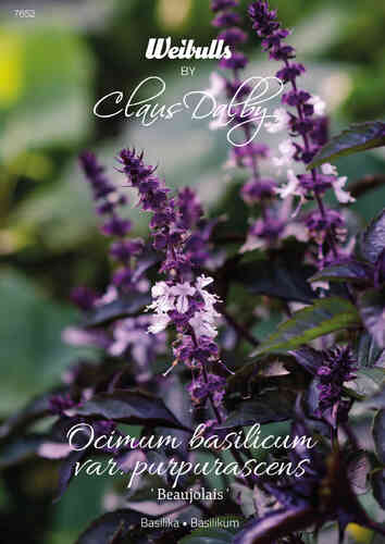 Basilika 'Beaujolais' Basilika 'Beaujolais'