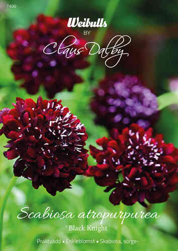 Koreatörmäkukka 'Black Knight' Koreatörmäkukka 'Black Knight'