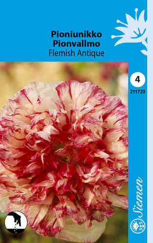 Pionvallmo Flemish Antique Pionvallmo Flemish Antique