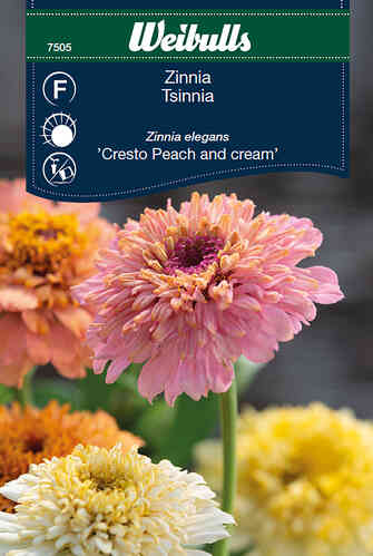 Zinnia 'Cresto Peach and cream' Zinnia 'Cresto Peach and cream'