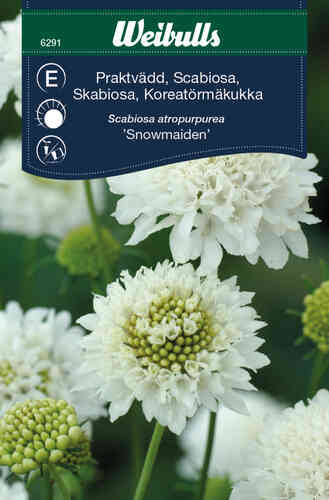 Praktvädd 'Snowmaiden' Praktvädd 'Snowmaiden'