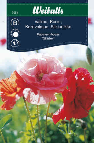 Kornvallmo 'Shirley' Kornvallmo 'Shirley'