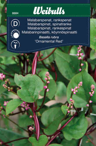 Malabarspenat, rankspenat 'Ornamental Red' Malabarspenat, rankspenat 'Ornamental Red'