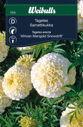 Stor tagetes 'Snowdrift' Stor tagetes 'Snowdrift'