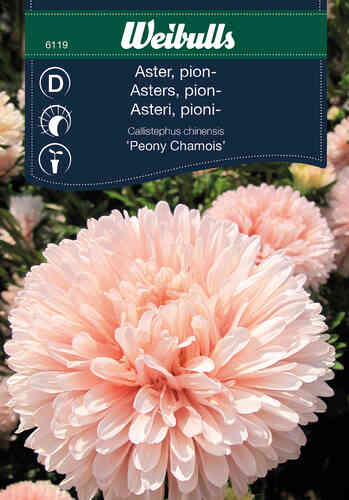 Pionaster 'Peony Chamois' Pionaster 'Peony Chamois'