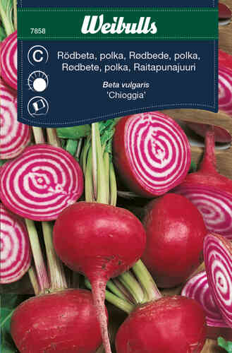 Polkarödbeta 'Chioggia' Polkarödbeta 'Chioggia'