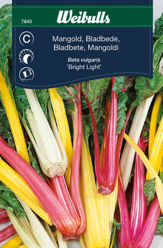 Mangold 'Bright Light' Mangold 'Bright Light'