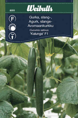 Växthusgurka 'Kalunga' F1 Växthusgurka 'Kalunga' F1
