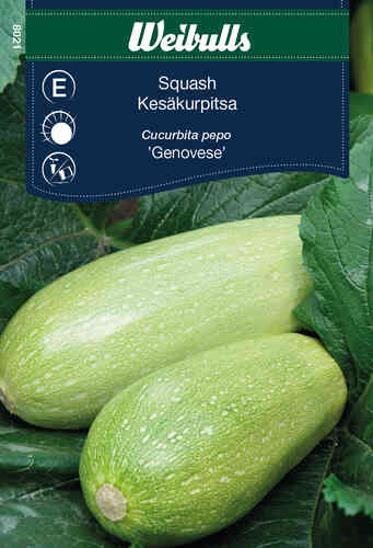 Squash 'Genovese' Squash 'Genovese'