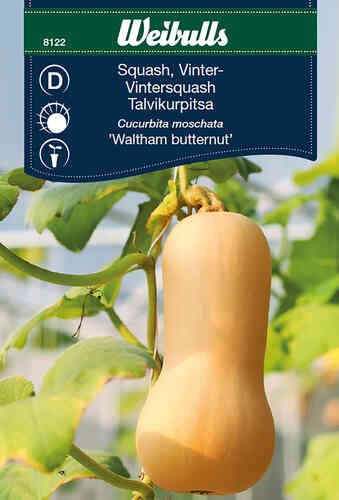 Myskpumpa 'Waltham Butternut' Myskpumpa 'Waltham Butternut'