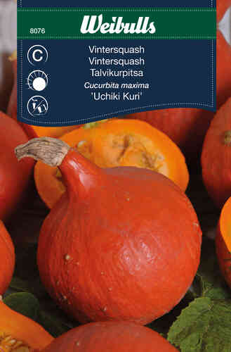 Hokkaidopumpa 'Uchiki Kuri' Hokkaidopumpa 'Uchiki Kuri'