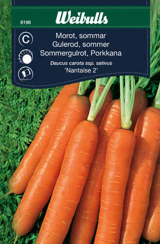 Sommarmorot 'Nantaise 2' Sommarmorot 'Nantaise 2'