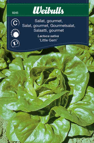 Bindsallat, gourmet 'Little Gem' Bindsallat, gourmet 'Little Gem'