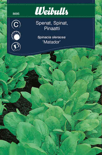 Spenat 'Matador' Spenat 'Matador'