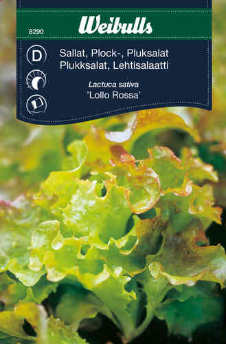 Lehtisalaatti 'Lollo Rossa' Lehtisalaatti 'Lollo Rossa'