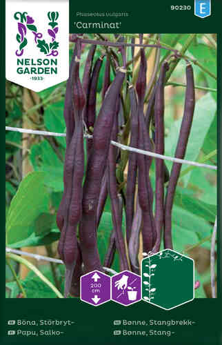 Störpurpurböna 'Carminat' Störpurpurböna 'Carminat'