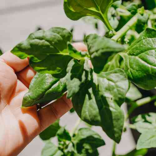 Nyzeeländsk Spenat Nyzeeländsk Spenat