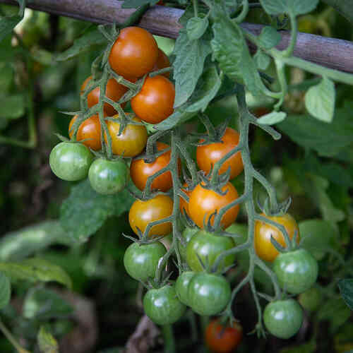 Körsbärstomat 'Sungold' F1 Körsbärstomat 'Sungold' F1