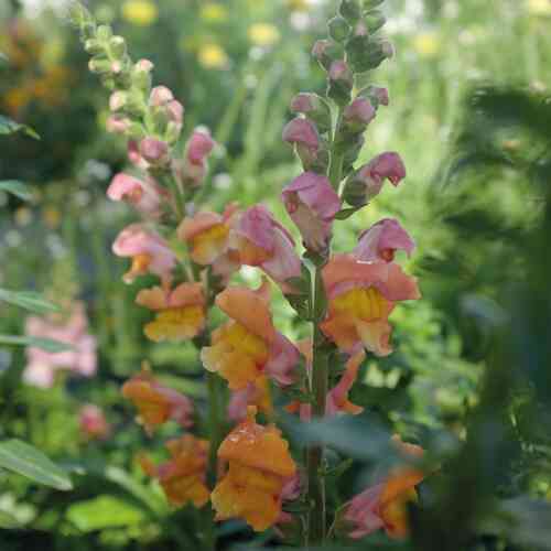 Lejongap 'Opus Early Bronze' F1 Lejongap 'Opus Early Bronze' F1