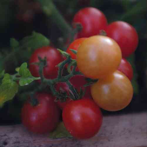 Kruktomat 'Veranda Red' F1 Kruktomat 'Veranda Red' F1