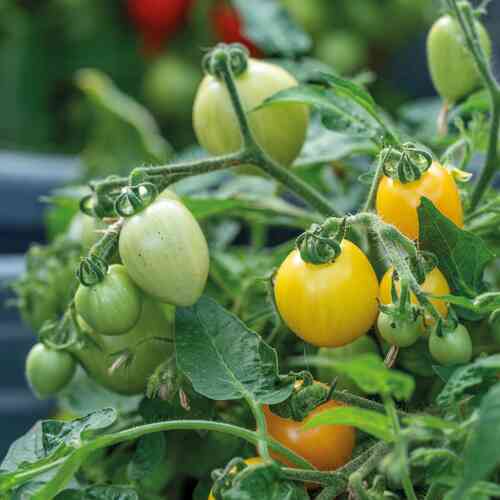 Kruktomat 'Funnyplums Orange' F1 Kruktomat 'Funnyplums Orange' F1