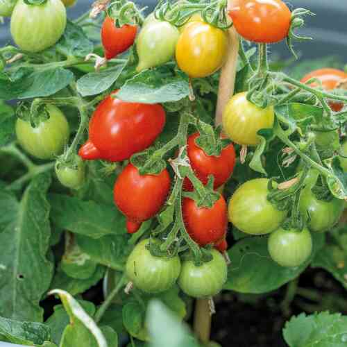 Kruktomat 'Funnyplums Red' F1 Kruktomat 'Funnyplums Red' F1