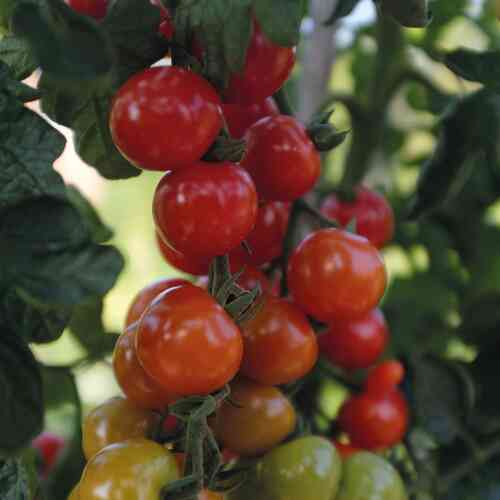 Körsbärstomat 'Rubylicious' F1 Körsbärstomat 'Rubylicious' F1