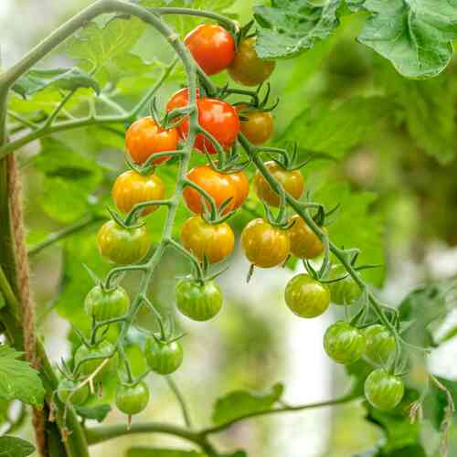 Körsbärstomat 'Honeycomb' F1 Körsbärstomat 'Honeycomb' F1