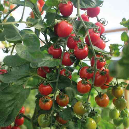 Körsbärstomat 'Lovertino' F1 Körsbärstomat 'Lovertino' F1