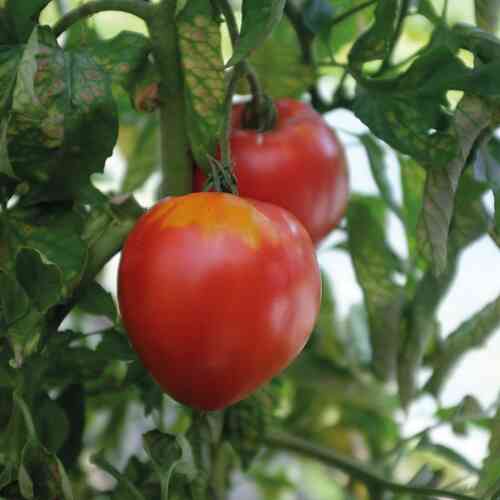 Tomat 'Coeur de Boeuf' Tomat 'Coeur de Boeuf'