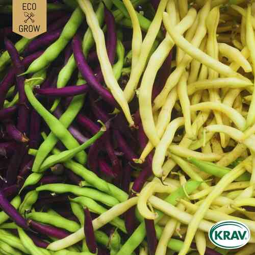 EKO Buskböna Mix 'Rainbow Mix' EKO Buskböna Mix 'Rainbow Mix'