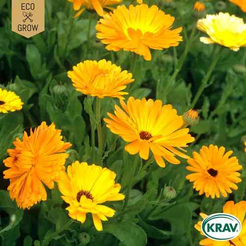 EKO Ringblomma 'Pot Marigold Mix' EKO Ringblomma 'Pot Marigold Mix'