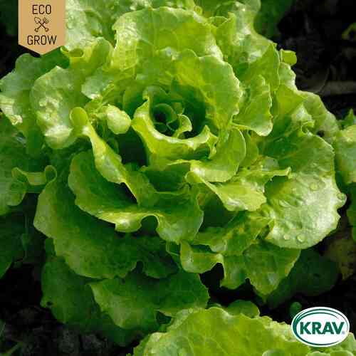 EKO Plocksallat 'Black Seeded Simpson' EKO Plocksallat 'Black Seeded Simpson'