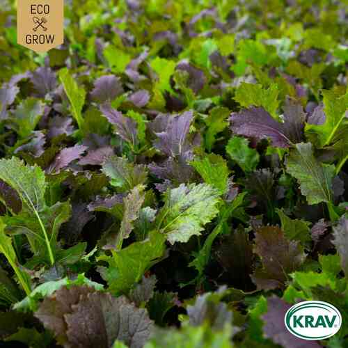 EKO Salladsenap 'Mustard Red Giant' EKO Salladsenap 'Mustard Red Giant'