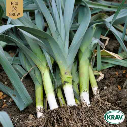 LUOMU Purjo 'De Carentan 2' LUOMU Purjo 'De Carentan 2'