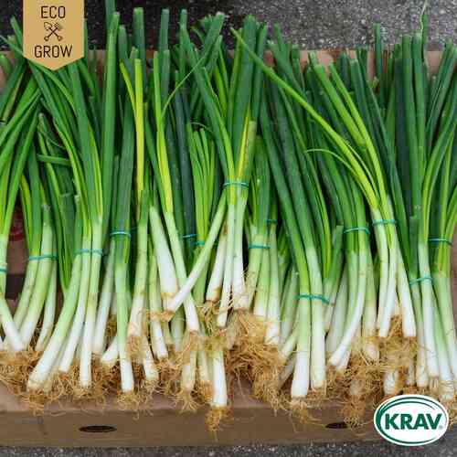 EKO Salladslök 'White Lisbon' EKO Salladslök 'White Lisbon'