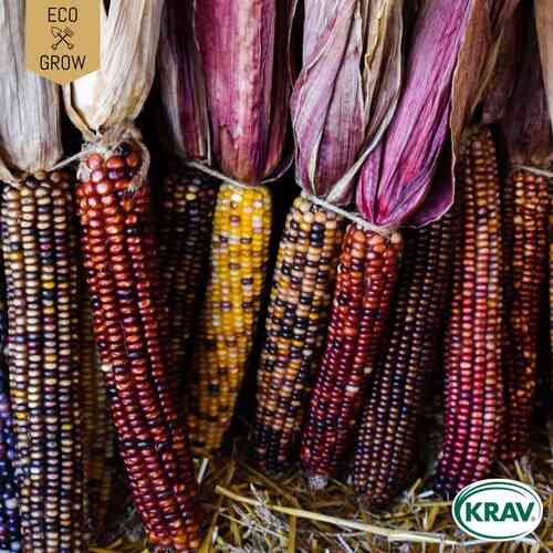 EKO Popcornmajs 'Glass Gem' EKO Popcornmajs 'Glass Gem'