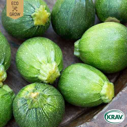 EKO Sommarsquash 'Di Nizza' EKO Sommarsquash 'Di Nizza'