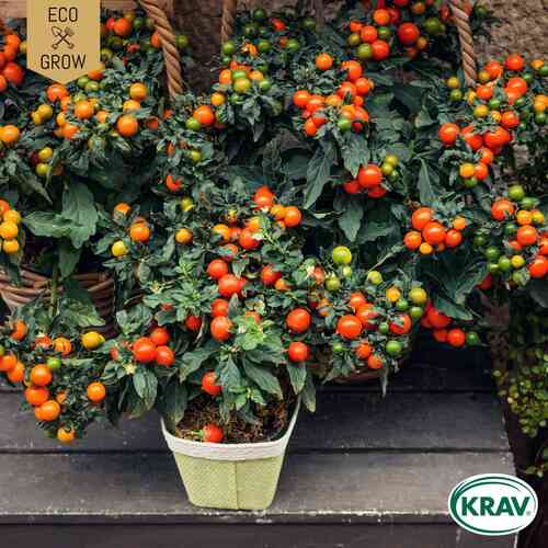 EKO Ampeltomat 'Maskotka' EKO Ampeltomat 'Maskotka'